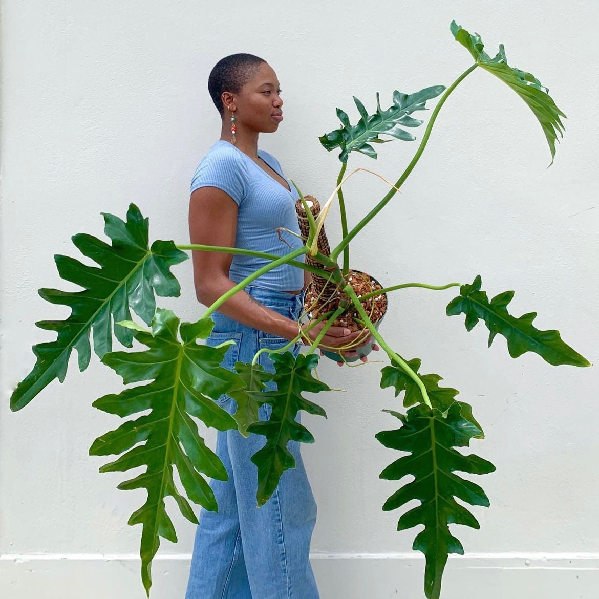 Living with Plants: an intro to indoor plant care