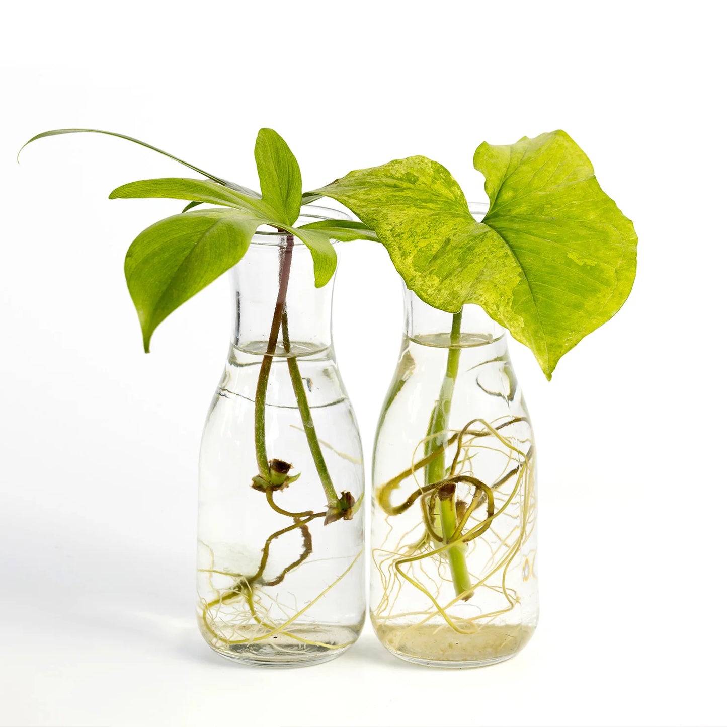 How to Propagate Plants